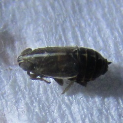 Ribautodelphax albostriatus